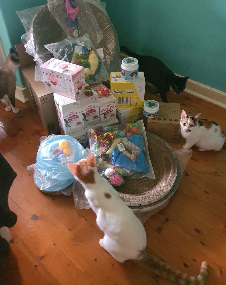 The Feline Connection